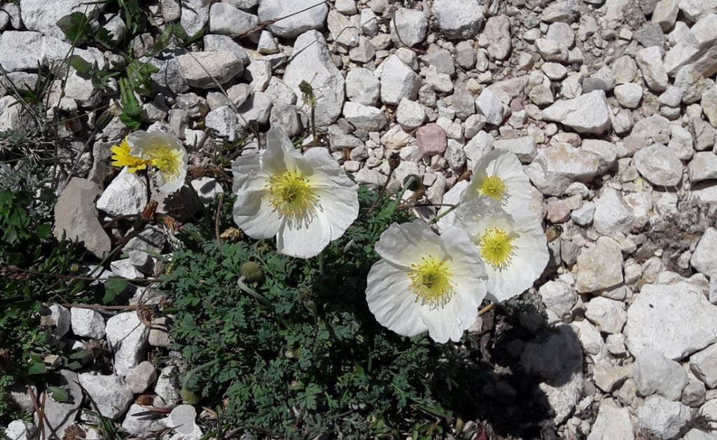 Papavero bianco: Papaver alpinum